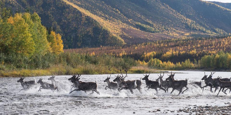 13) Yukon: View Elk and Other Wildlife