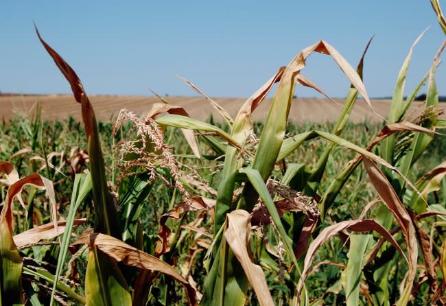 Parched plants in a field in Lower Austria, where temperatures rose to about 100 degrees Fahrenheit in early August (Reuters)