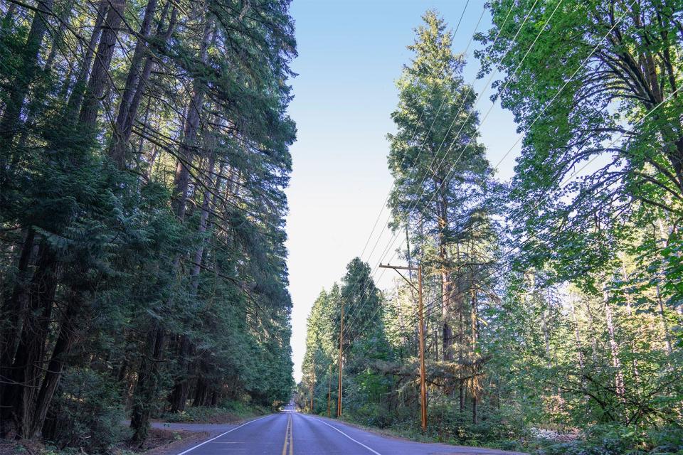 A rendering of how the transmission line would look on Fletcher Bay Road, just north of the Winslow substation looking to the north. Per PSE: "Fletcher Bay Road is where most of the tree removals for this project are anticipated. PSE also anticipates the need to trim trees that extend over the roadway opposite the transmission line."