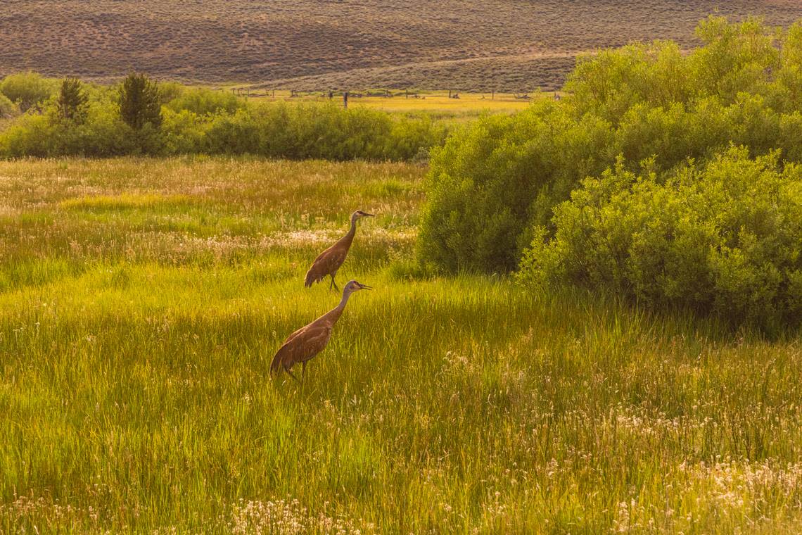 Sandhill cranes wade through a marshy area in the Sawtooth National Recreation Area. The cranes’ bugling call can be heard from miles away, and they’re often seen along the Salmon River or near marshes and lakes.