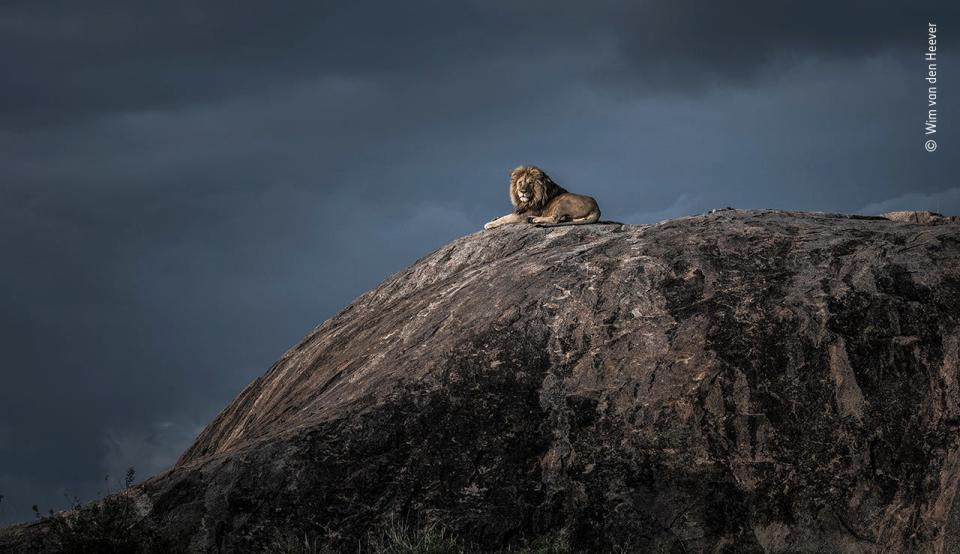 © Wim van den Heever, Wildlife Photographer of the Year