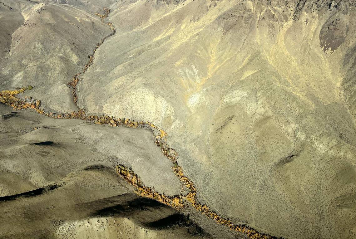 The leaves of cottonwood trees highlight running water on a flight near Challis organized by EcoFlight, a Colorado environmental nonprofit.