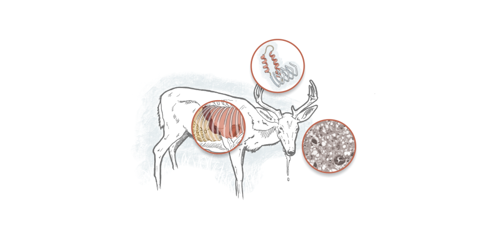 Prevalence of 'zombie deer' disease grows in US.