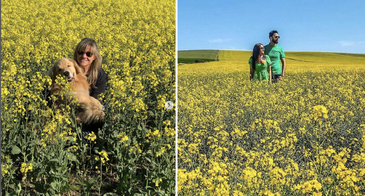 A woman and a dog in a canola field (left) and a couple in a crop (right)