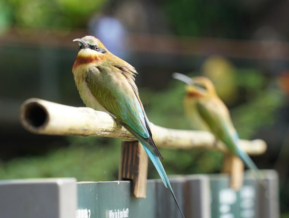 栗喉蜂虎的喉部有栗色的羽毛，非常可愛。（台北市立動物園提供）