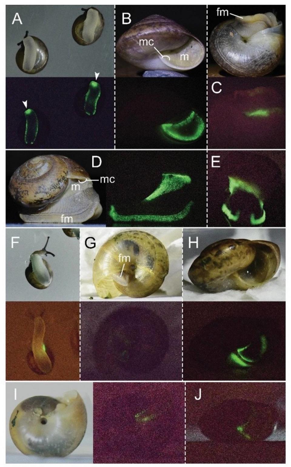 “Bioluminescence of the terrestrial snail genus Phuphania. (A) Juveniles of P. crossei and (B, C) adults of P. crossei in natural light (above) and in the dark (below); arrows indicate the light at the anterior foot. (D, E) Adult of P. globosa; (D) lateral view in natural light (left) and in the dark (right) and (E) frontal view in the dark. (F–H) Juveniles of P. costata in natural light (above) and in the dark (below). (I, J) Juvenile of P. carinata; (I) ventral view in natural light (left) and in the dark (right) and (J) lateral view in the dark. Images of living snails are not to scale. Abbreviations: fm = foot margin; m = mantle; mc = mantle collar.”