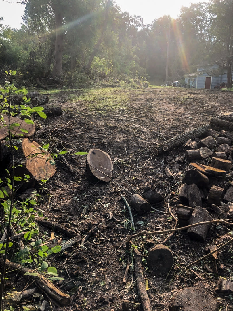 An illegally felled black walnut tree. (Cleveland Metroparks PD)