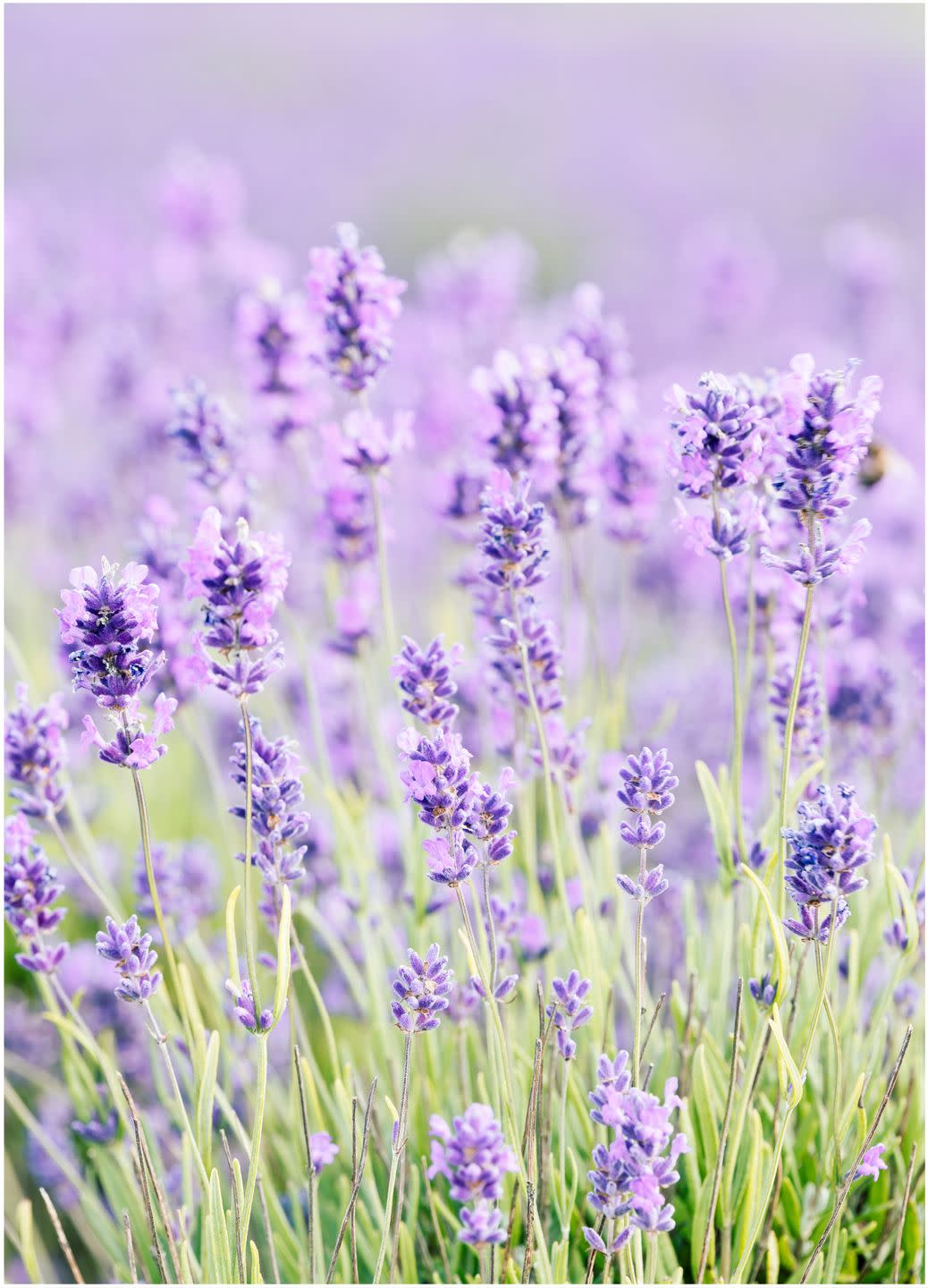 blooms of cotswolds lavender at snowshill