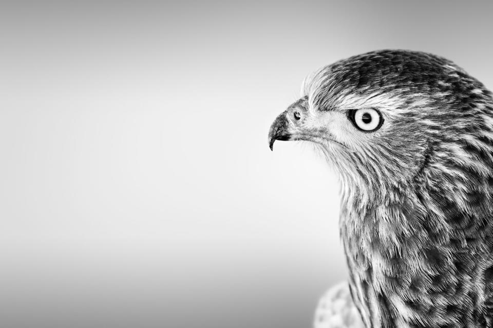 Die ewige Faszination des Menschen für den Greifvogel zeigt sich allein darin, wie gerne er als Wappentier und Emblem der Mächtigen verwendet wird. Greifvögel strahlen Stärke, Ruhe, Unbeirrbarkeit und Zielstrebigkeit aus. Aufgrund ihrer besonderen Talente wirken sie mitunter unbesiegbar. (Bild: iStock/Etienne Outram)