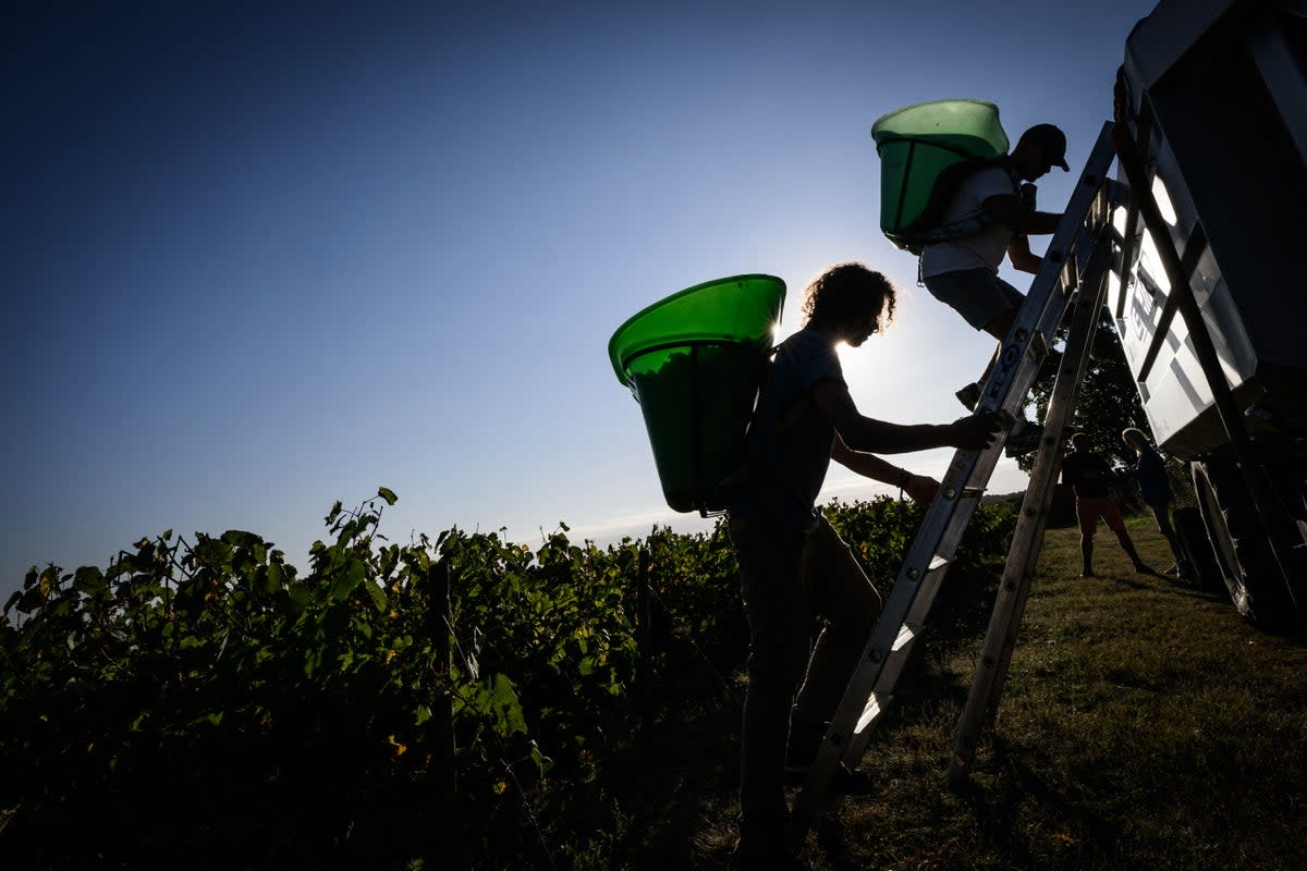 Morning sunlight silhouettes workers as they unload harvested grapes, in a muscadet vineyard, in Chateau-Thebaud, western France, on 13 September (AFP via Getty Images)