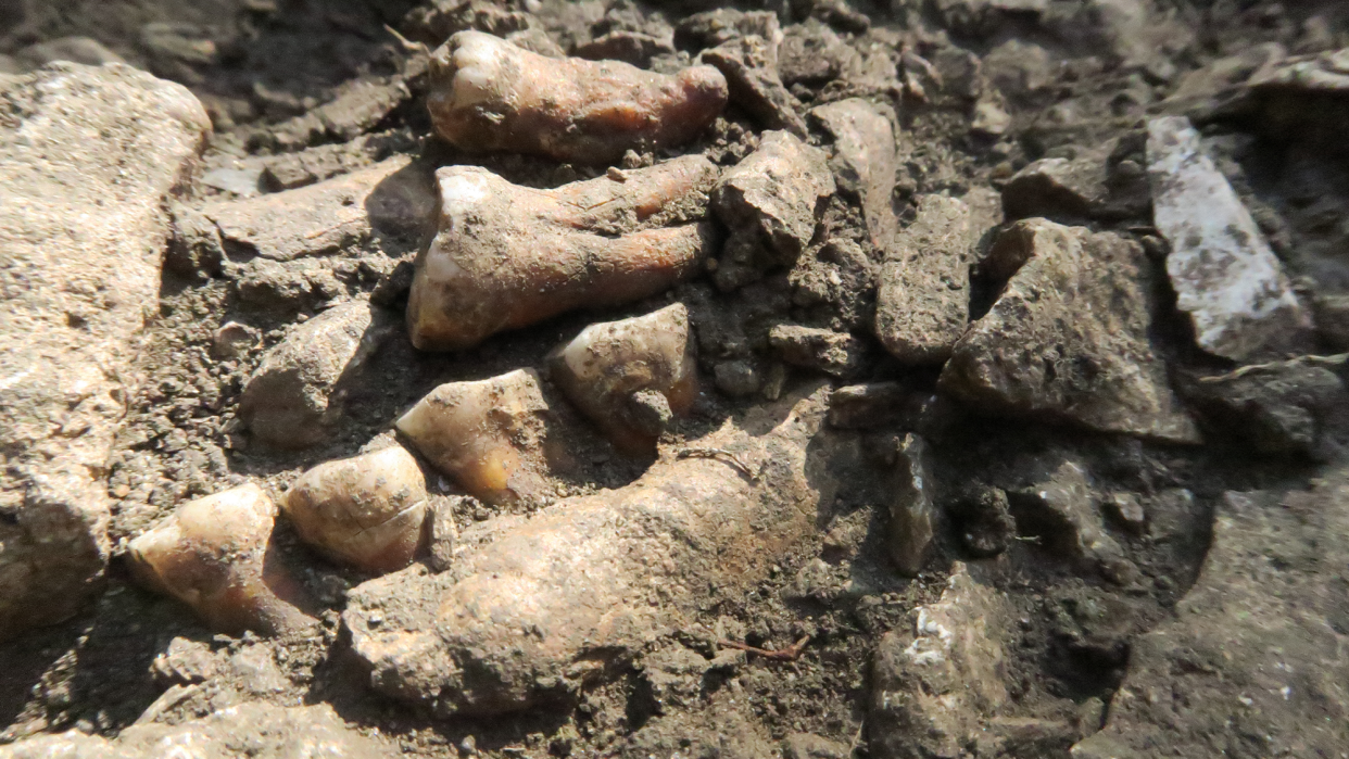 neanderthal teeth in a cave