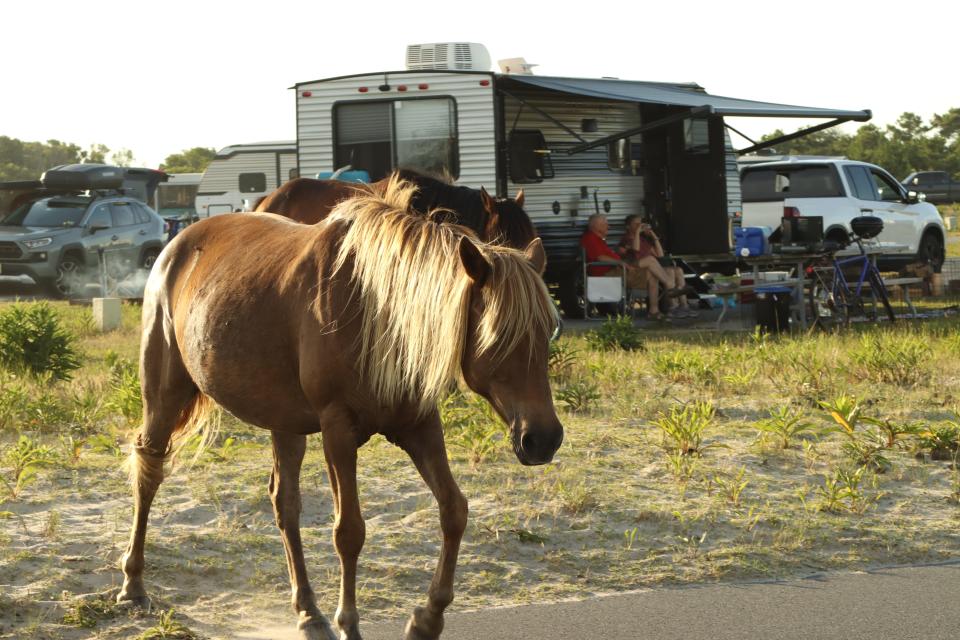 Wild horses pass by campgrounds on Assateague Island.