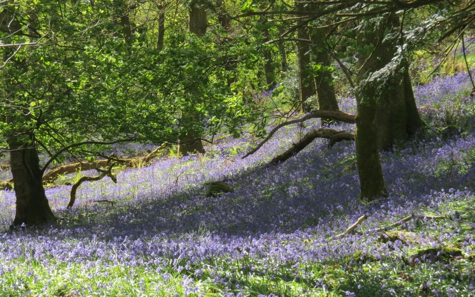 Bluebells - The Wildlife Trusts/2020 Vision