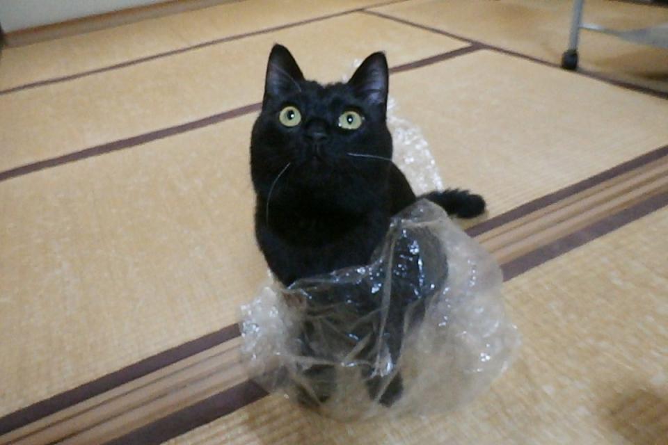 <p>日本一隻黑貓日前走失，飼主求助浪貓竟然發生奇蹟！（圖／twitter帳號 touzainosaito3）</p>
