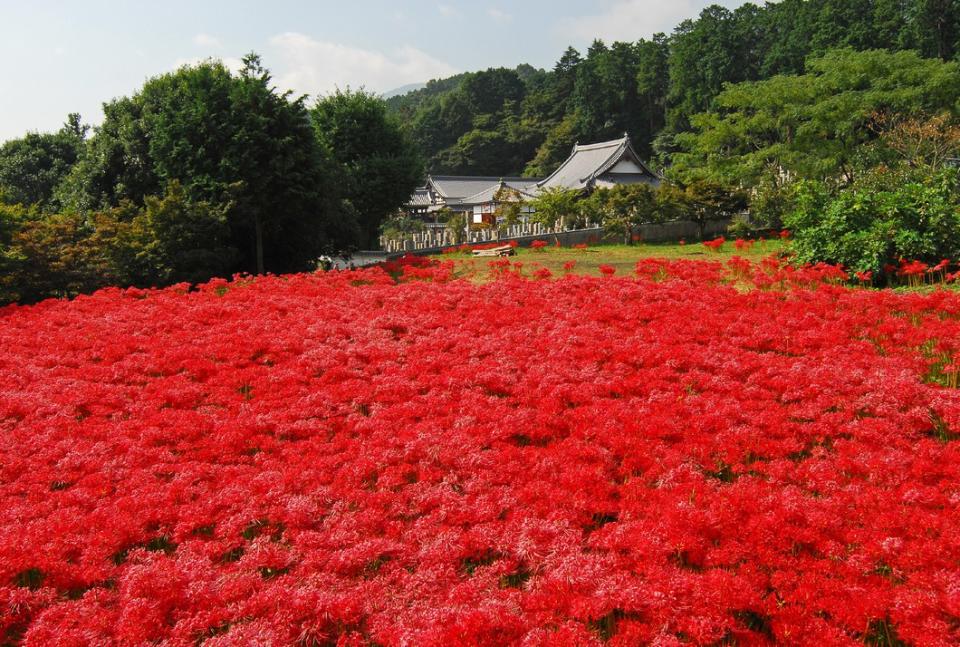 日本旅遊｜初秋必去~ 5大絕美彼岸花景點！逾500萬朵打造豔紅花海、期間限定曼珠沙華祭、琵琶湖+日落作背景