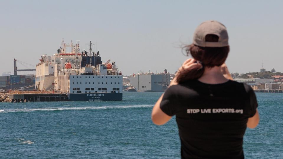 Animal advocate Rebecca Tapp films a live animal  export ship.