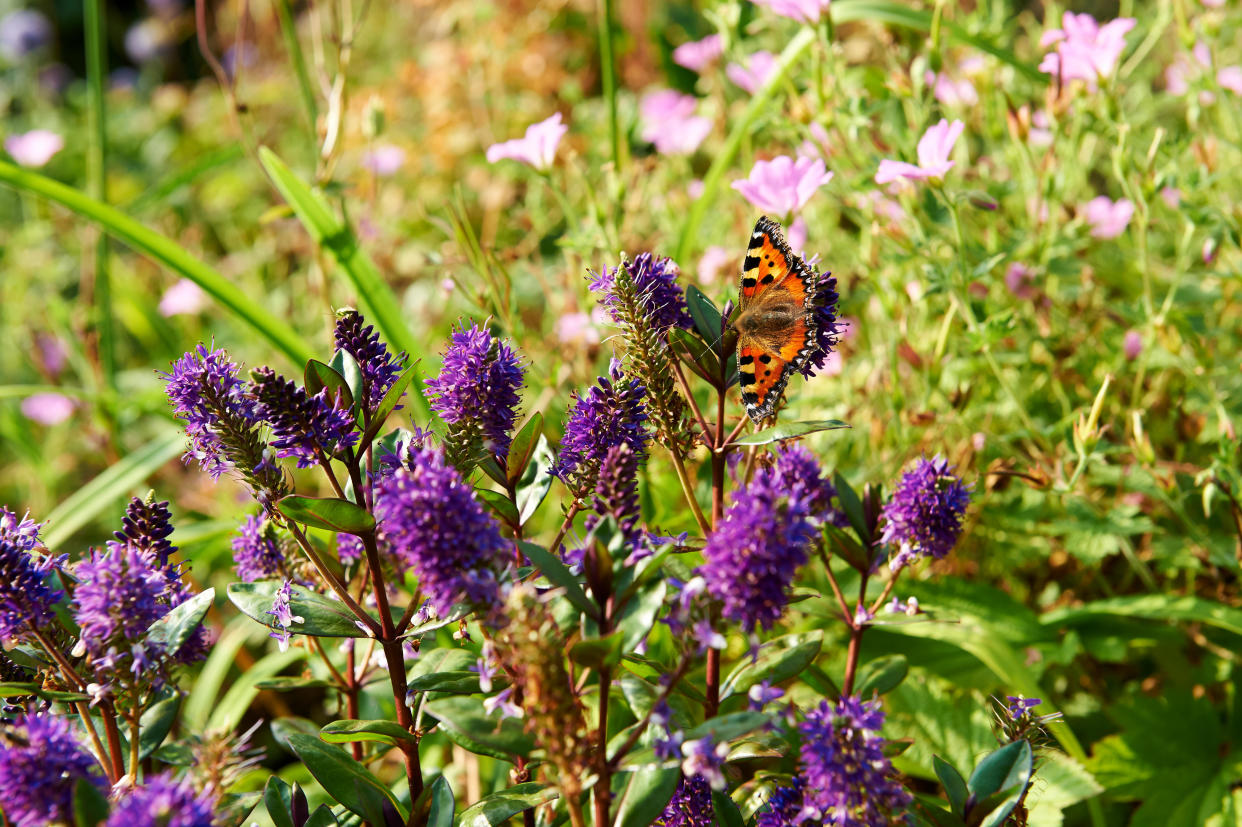  flower garden with butterflies 