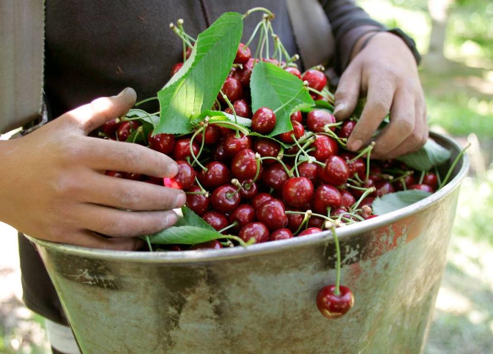 A $5.9 billion aid package to farmers affected by retaliatory tariffs does not specifically say it will help Washington cherry growers, who estimate their trade dispute losses at up to $86 million this year.