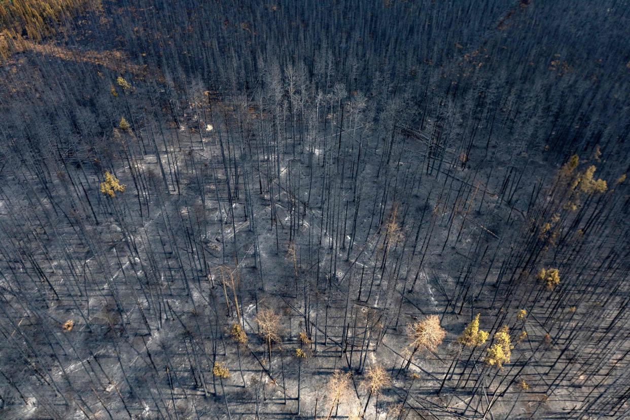 A burnt landscape caused by wildfires is pictured near Entrance, Wild Hay area, Alberta, Canada (AFP via Getty Images)