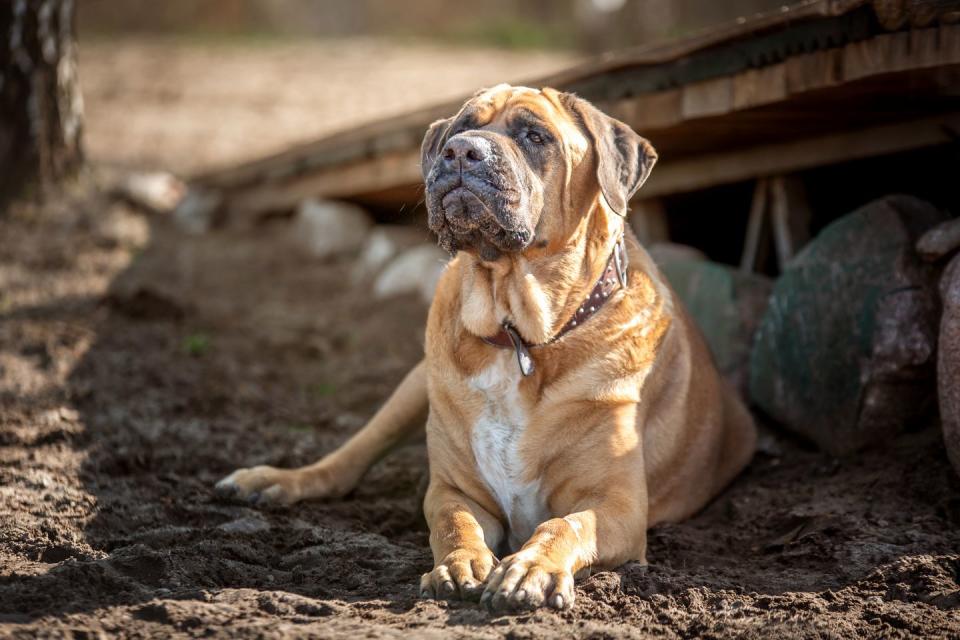 a shorthaired, tan japanese mastiff witha whte patch on his chest lies in the sand and looks into the distance