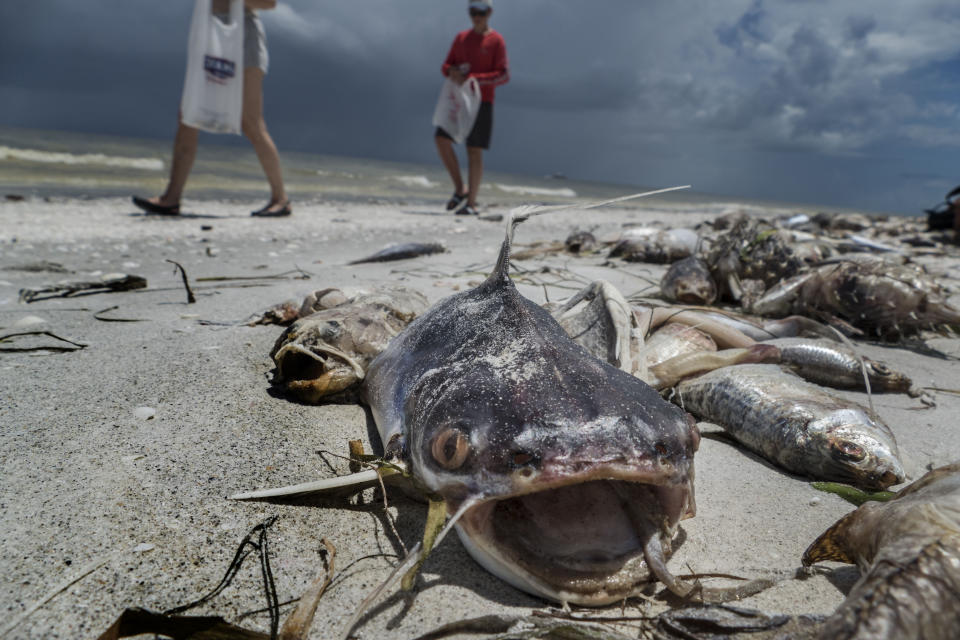 Tristes imágenes del impacto de la marea roja que plaga las aguas de Florida en el Golfo de México