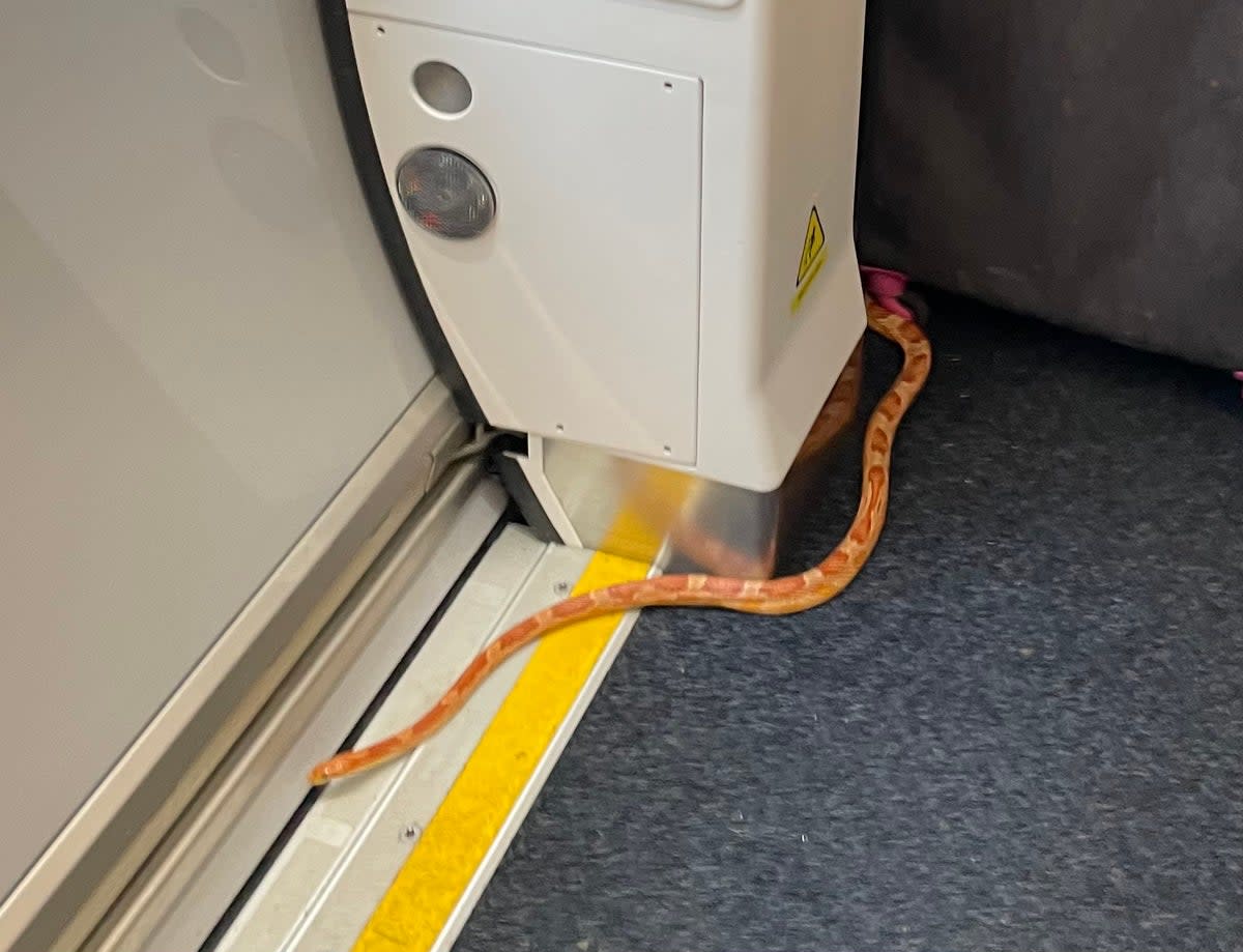 The runaway reptile was spotted on a train from Shipley to Leeds (Sophie Johnstone/Twitter)