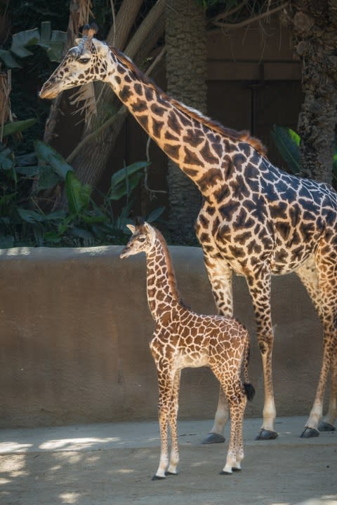 Masai giraffe L.A. Zoo
