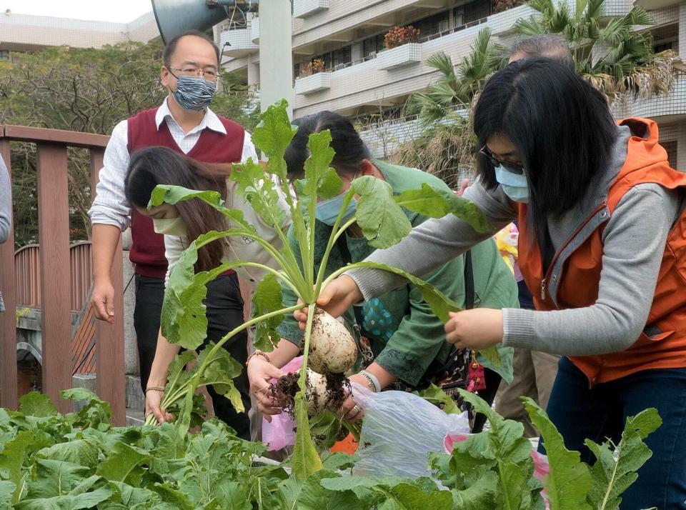 永和國中老師開心採收白蘿蔔。   圖：新北市教育局提供