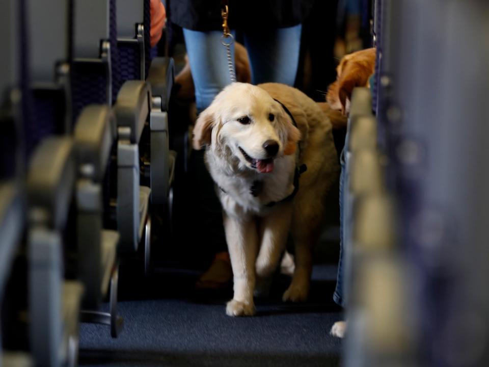 dog on plane