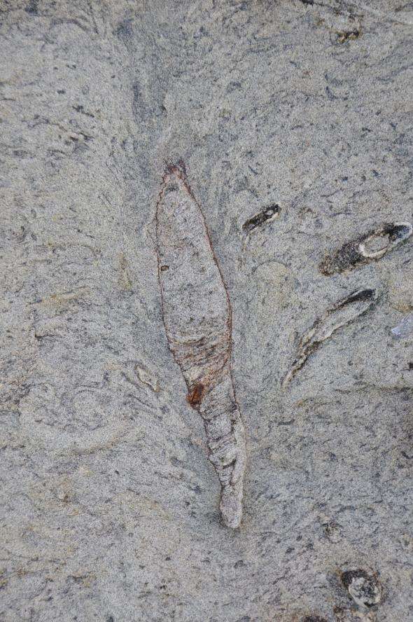 在台灣北海岸發現史前巨蟲化石洞穴，其頂部形成一個羽毛狀的塌陷結構。（截自台大地質科學系網站）