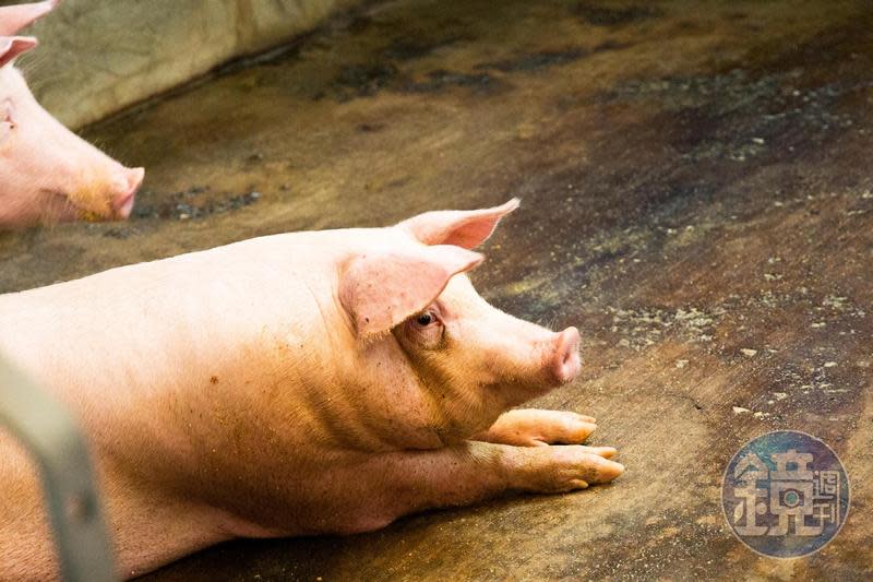 為防範非洲豬瘟，10月起將禁止199頭（含）以下的養豬場使用廚餘。示意圖。（本刊資料照）