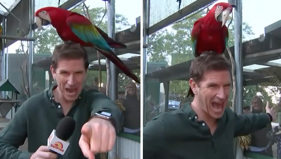 Sunrise’s Sam Mac with a macaw on his head.