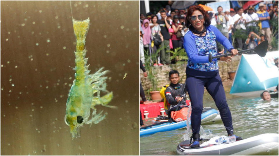 A lobster larva (left) and Indonesia's Maritime Affairs and Fisheries Minister Susi Pudjiastuti. (Getty Images file photos)