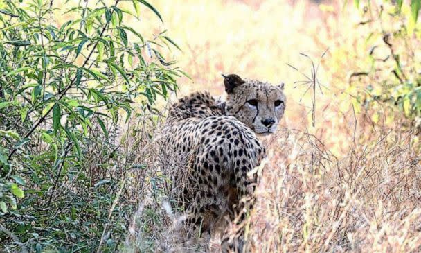 PHOTO: Freddie, one of the cheetahs from Namibia, is seen in Kuno National Park in Madhya Pradesh, India. (Courtesy Cheetah Conservation Fund)