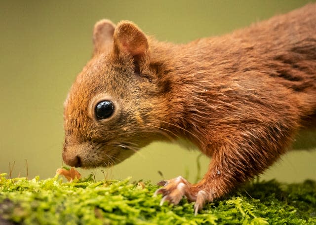 A red squirrel