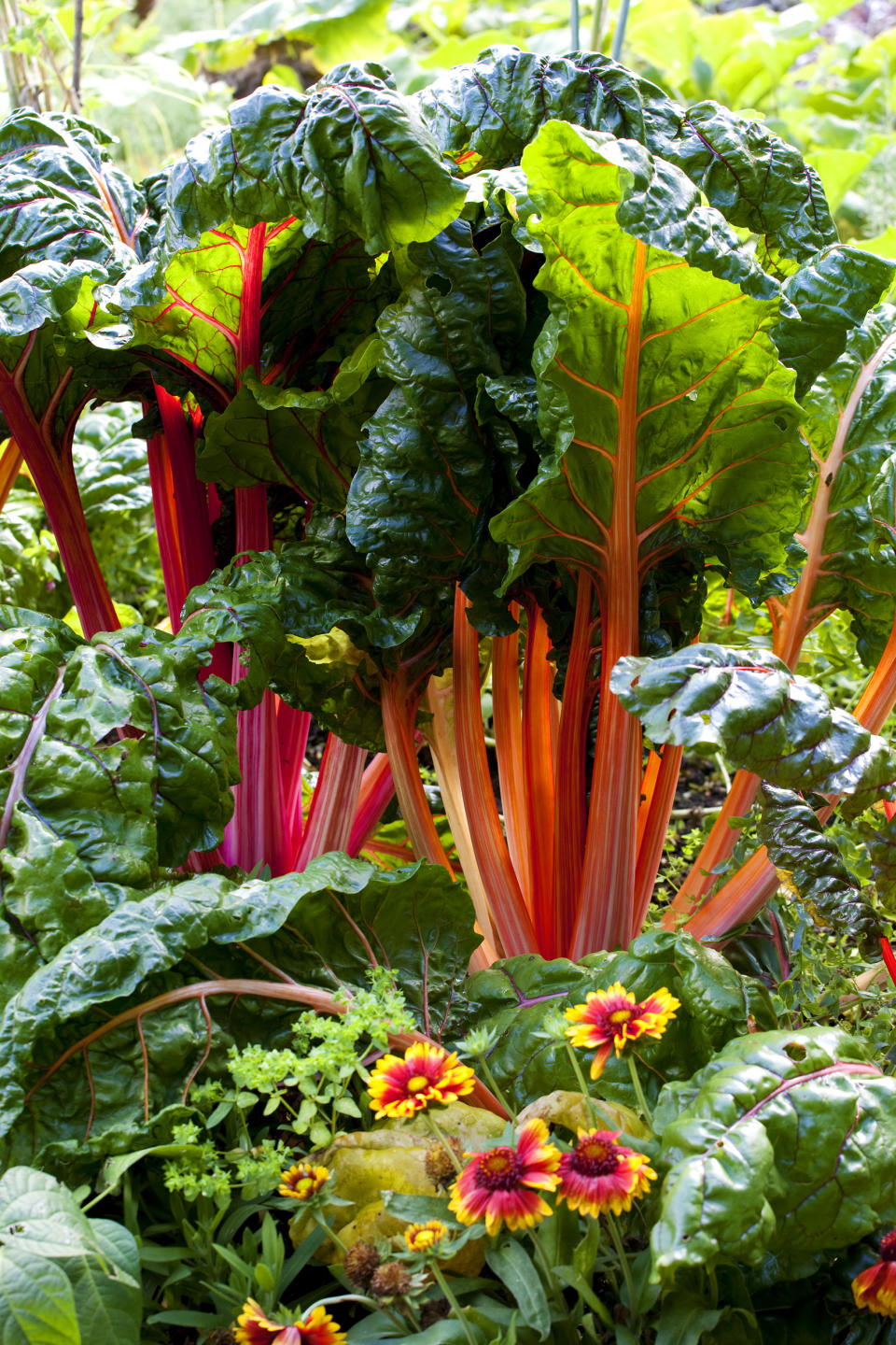 Grow for color in a small vegetable garden