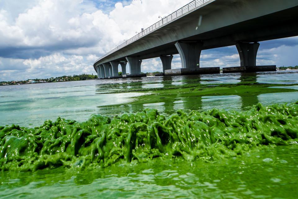 Guacamole-thick algae spoils Treasure Coast beaches