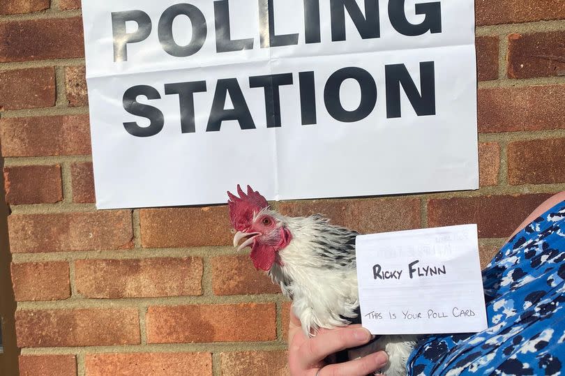 Karen Flynn's pet chicken Ricky joined her to vote
