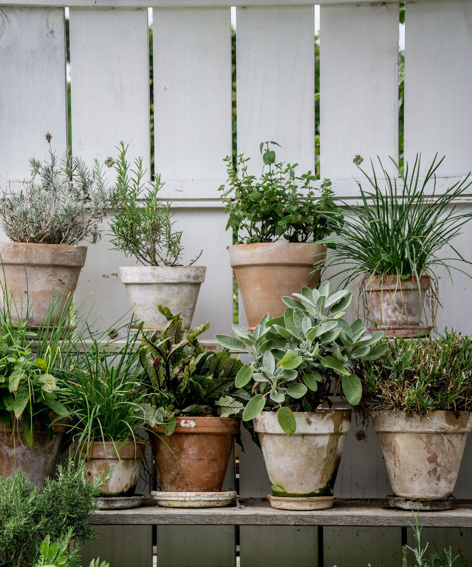 HOW DO YOU START A HERB GARDEN FOR BEGINNERS?