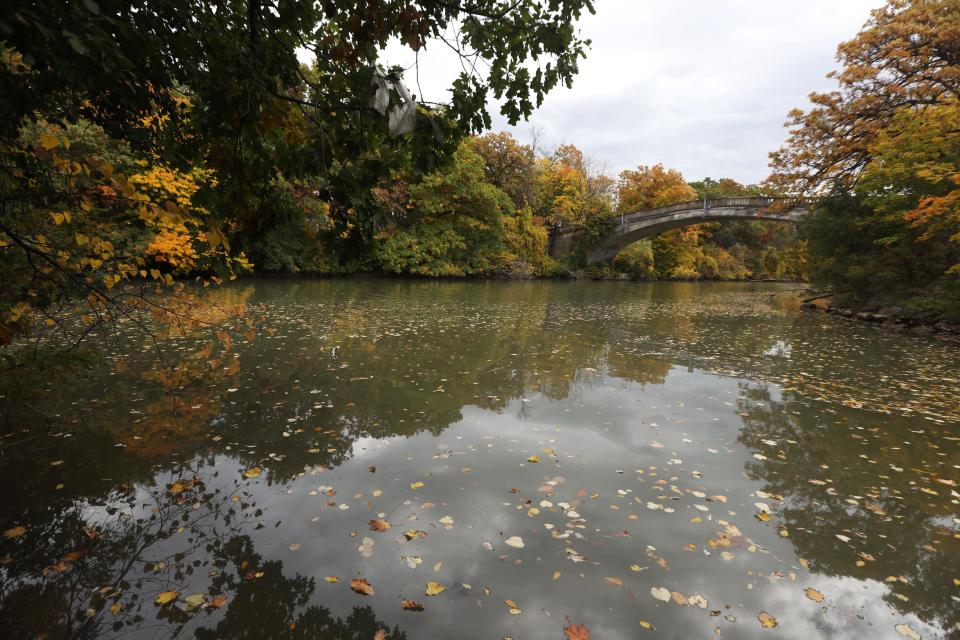 Leaves float in the Erie Canal where it meets Red Creek in Genesee Valley Park in Rochester on Oct. 15, 2022.