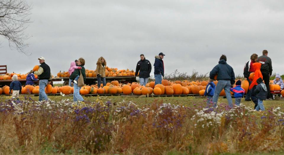 Picking pumpkins is a fall tradition for many families. Here, shoppers browse the selection at Spieker's Pumpkin Farm in Random Lake.