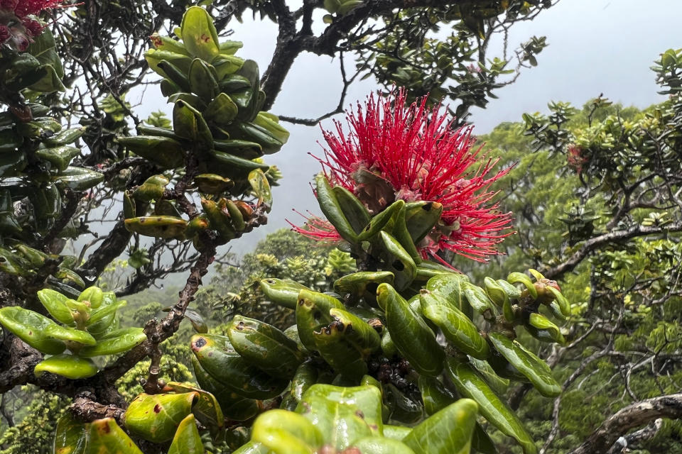 This June 2023 photo, provided by JC Watson, shows a blooming ohia tree in the Upper Koolau Watershed near Mililani, Hawaii. (JC Watson via AP)