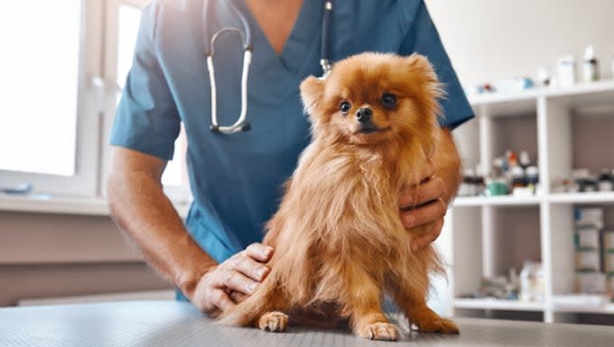 Phosphofructokinase Deficiency in Dogs: Symptoms, Causes, & Treatments