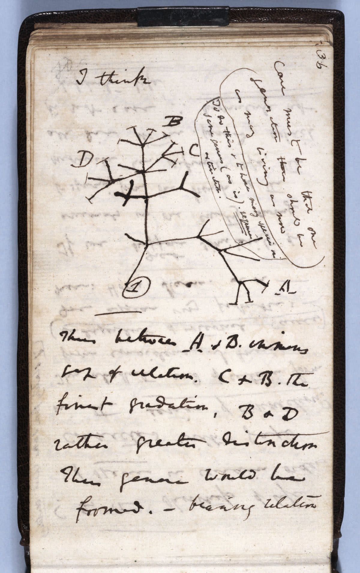 One of Charles Darwin’s missing notebooks contained his Tree of Life sketch from July, 1837.  (University of Cambridge )