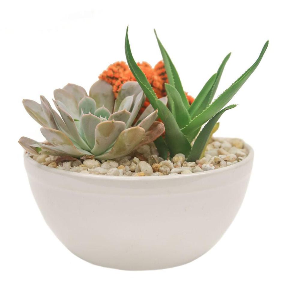 Succulent Bowl