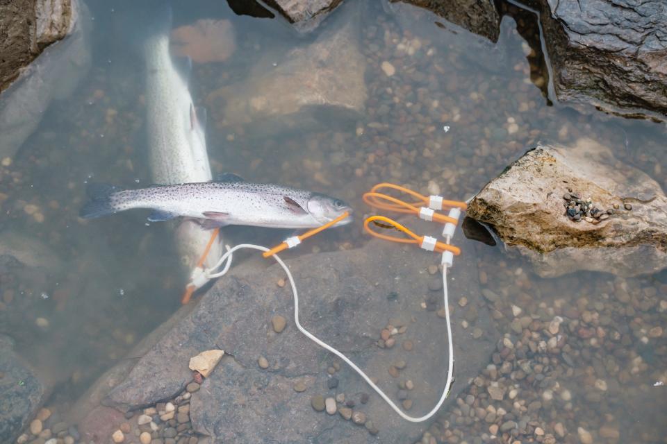 Rainbow trout that were caught during the inaugural trout derby last weekend at Tuscora Park Pond in New Philadelphia.