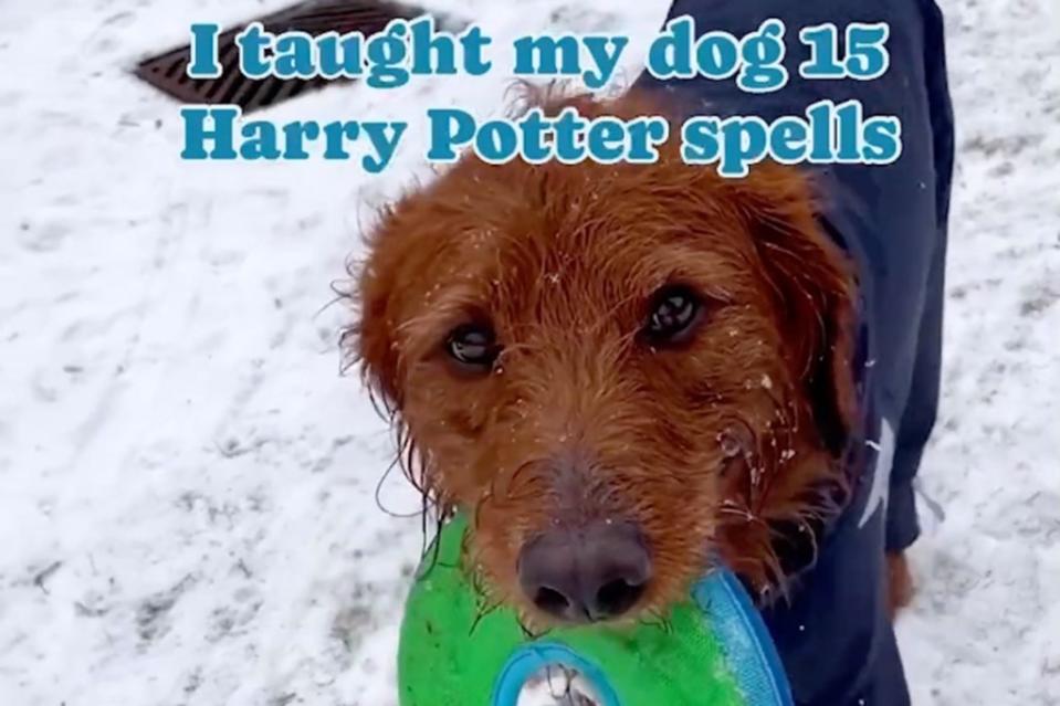 Audriana Li taught her dog Dobby 15 “Harry Potter” spells as commands. @dobbyisafreedoodle via Storyful