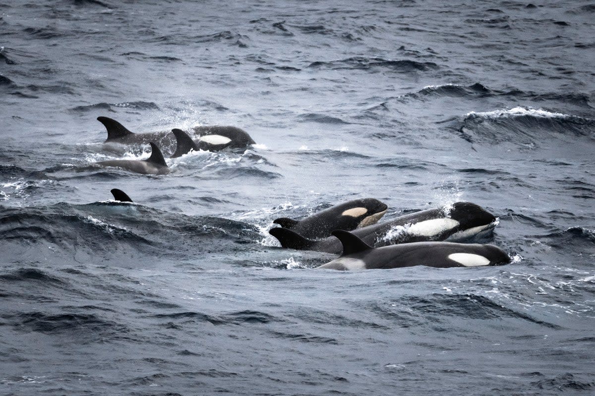 Orcas attacking boats has become increasingly common in recent years (A pod of orcas in Antarctica)