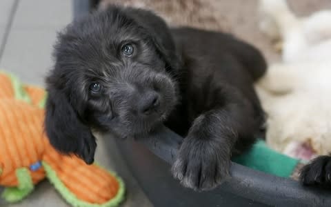 Puppies need to be introduced to a range of people and scenarios when small - Credit: Guide Dogs 