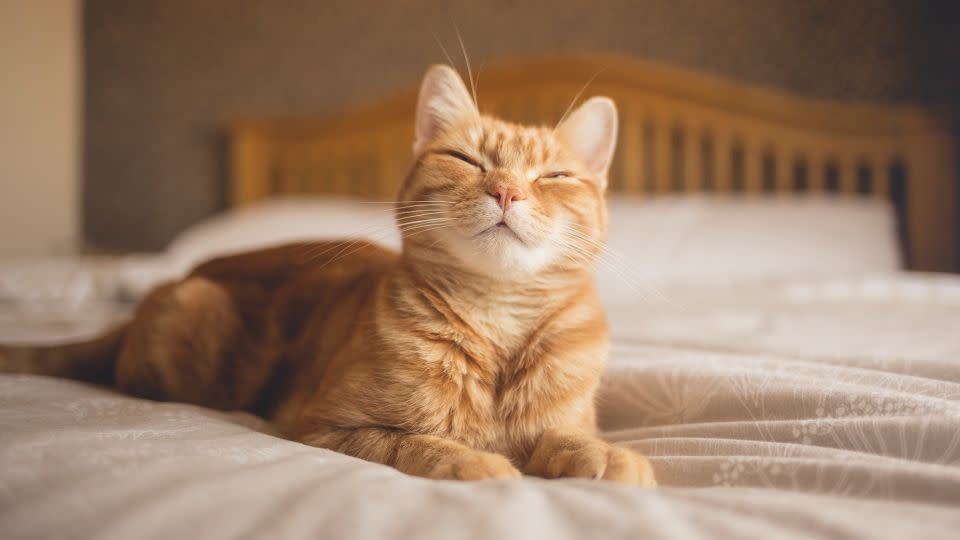 Cats feeling friendly show closed eyes and forward-facing ears. - Image by Chris Winsor/Moment RF/Getty Images